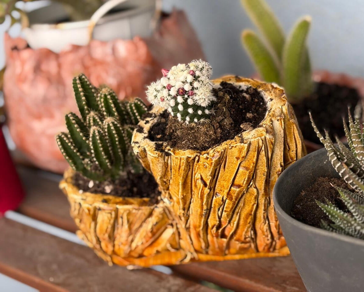 Colorful Succulent & Cactus Arrangement in Handmade Pot. Wabi sabi style